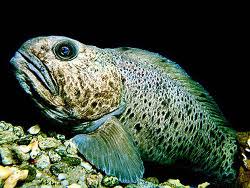 Image result for Anarhichas minor