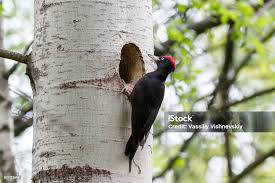 Attēlu rezultāti vaicājumam “Dryocopus martius nest”