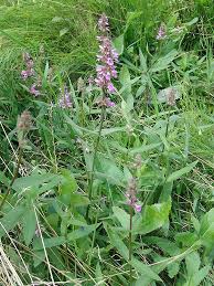 Attēlu rezultāti vaicājumam “Stachys palustris flower”