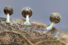 Attēlu rezultāti vaicājumam “Physarum, Nannengaella sp.”