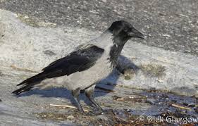 Attēlu rezultāti vaicājumam “Corvus cornix adult”