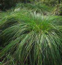 Attēlu rezultāti vaicājumam “Carex appropinquata”