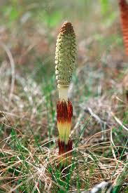 Attēlu rezultāti vaicājumam “Equisetum telmateia”