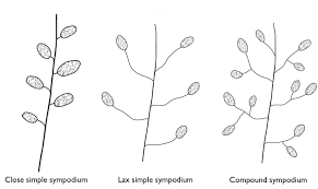 Attēlu rezultāti vaicājumam “Campylopus pyriformis sporophyte”