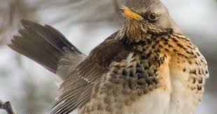 Attēlu rezultāti vaicājumam “Turdus pilaris adult”