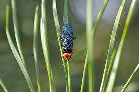 Attēlu rezultāti vaicājumam “Acantholyda erythrocephala”