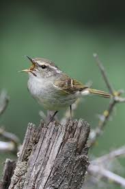 Attēlu rezultāti vaicājumam “Phylloscopus trochiloides adult”