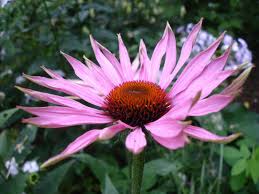 Attēlu rezultāti vaicājumam “Echinacea purpurea flower”