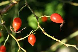 Attēlu rezultāti vaicājumam “Rosa subcanina”