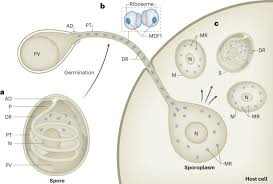 Attēlu rezultāti vaicājumam “Enteridium variabile spores”