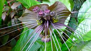 Image result for Tacca chantrieri
