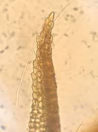 Attēlu rezultāti vaicājumam “Bryoerythrophyllum recurvirostrum”