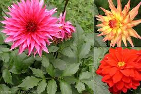 Image result for Dahlia x pinnata `Redskin`