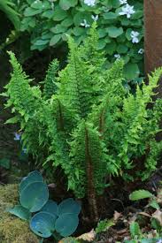 Attēlu rezultāti vaicājumam “Dryopteris affinis”