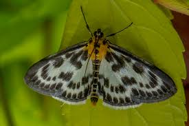 Attēlu rezultāti vaicājumam “Anania hortulata”