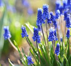 Attēlu rezultāti vaicājumam “Muscari botryoides flower”