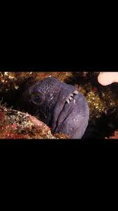 Image result for Banbury Sub Aqua Club