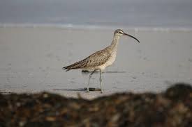 Image result for Numenius hudsonicus