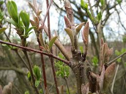 Attēlu rezultāti vaicājumam “Lonicera xylosteum bud”