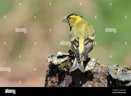 Attēlu rezultāti vaicājumam “Carduelis spinus male”