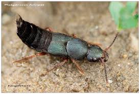 Attēlu rezultāti vaicājumam “Platydracus fulvipes”