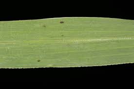 Attēlu rezultāti vaicājumam “Setaria viridis leaf”