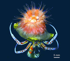 Image result for sea Anemone