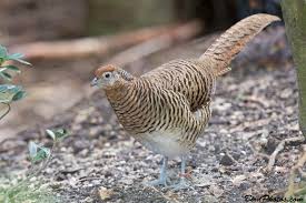 Image result for Chrysolophus amherstiae