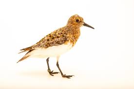 Attēlu rezultāti vaicājumam “Calidris alba”