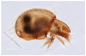 Attēlu rezultāti vaicājumam “Acari”