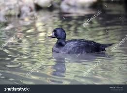 Attēlu rezultāti vaicājumam “Melanitta nigra male”