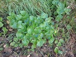 Attēlu rezultāti vaicājumam “Ficaria verna”