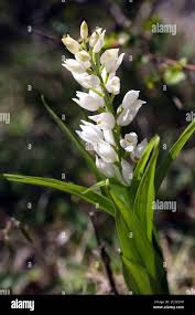 Attēlu rezultāti vaicājumam “Cephalanthera longifolia”