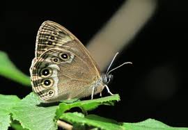 Attēlu rezultāti vaicājumam “Lopinga achine underside”