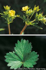 Attēlu rezultāti vaicājumam “Potentilla norvegica”