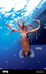 Image result for Dosidicus gigas