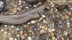 Attēlu rezultāti vaicājumam “Coronella austriaca adult”