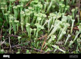 Attēlu rezultāti vaicājumam “Cladonia deformis”