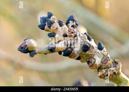 Attēlu rezultāti vaicājumam “Fraxinus excelsior Pendula bud”