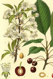 Attēlu rezultāti vaicājumam “Prunus avium flower”