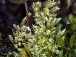 Attēlu rezultāti vaicājumam “Philonotis marchica”