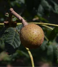 Attēlu rezultāti vaicājumam “Aesculus x hybrida”