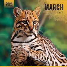 Image result for оцелот