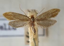 Attēlu rezultāti vaicājumam “Tineidae”