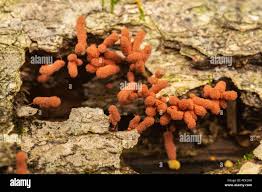 Attēlu rezultāti vaicājumam “Arcyria denudata young”