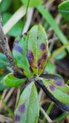 Attēlu rezultāti vaicājumam “Mycosphaerella millegrana”