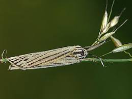 Attēlu rezultāti vaicājumam “Spiris striata”