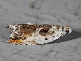 Attēlu rezultāti vaicājumam “Ancylis laetana”