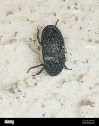 Attēlu rezultāti vaicājumam “Dermestes murinus”