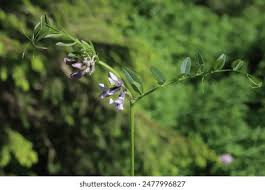 Attēlu rezultāti vaicājumam “Vicia sepium flower”